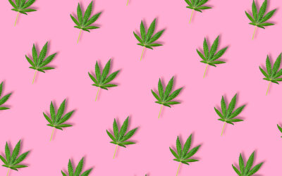¿Cómo identificar flores de cannabis de calidad?