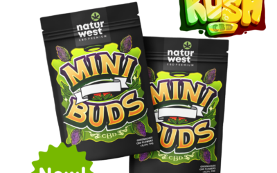 Todo Lo Que Necesitas Saber Sobre Mini Buds Mango Kush CBD de Naturwest